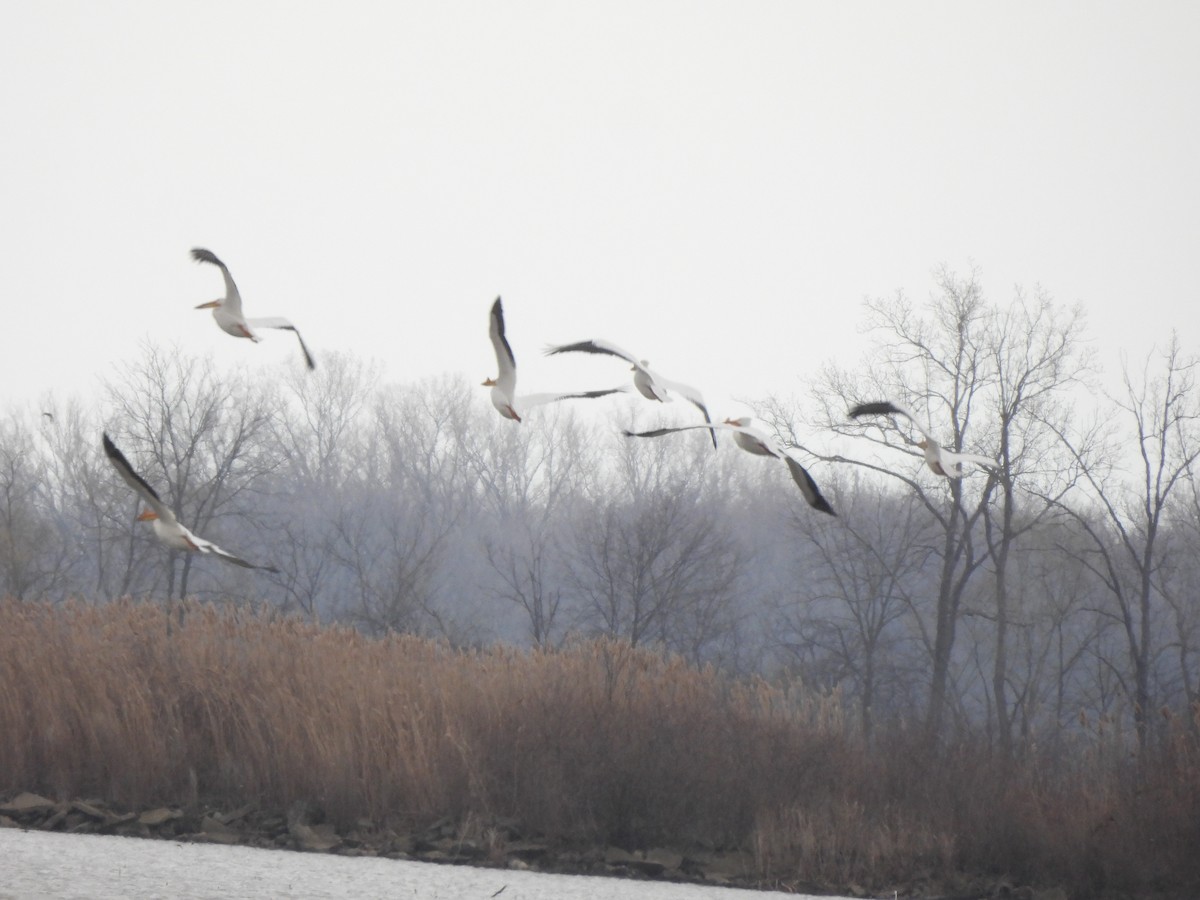American White Pelican - ML633697843