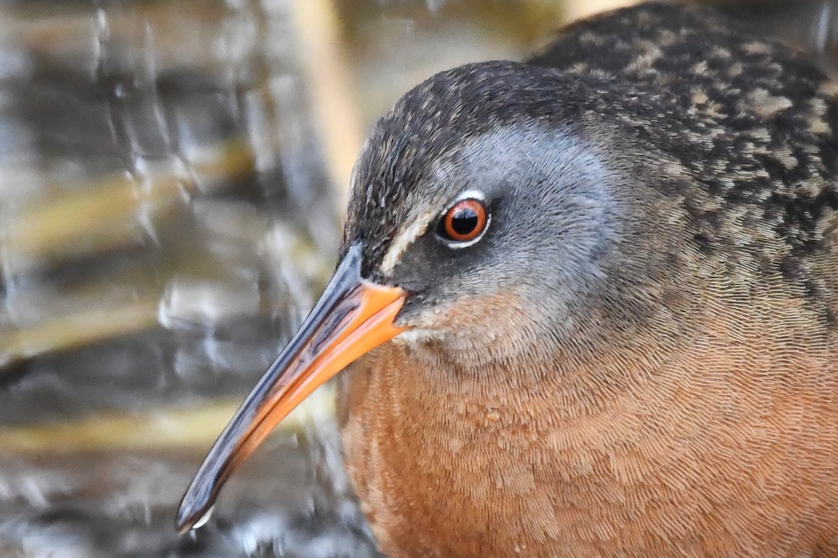 Virginia Rail - ML633697860