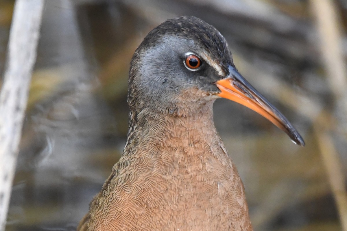 Virginia Rail - ML633697861