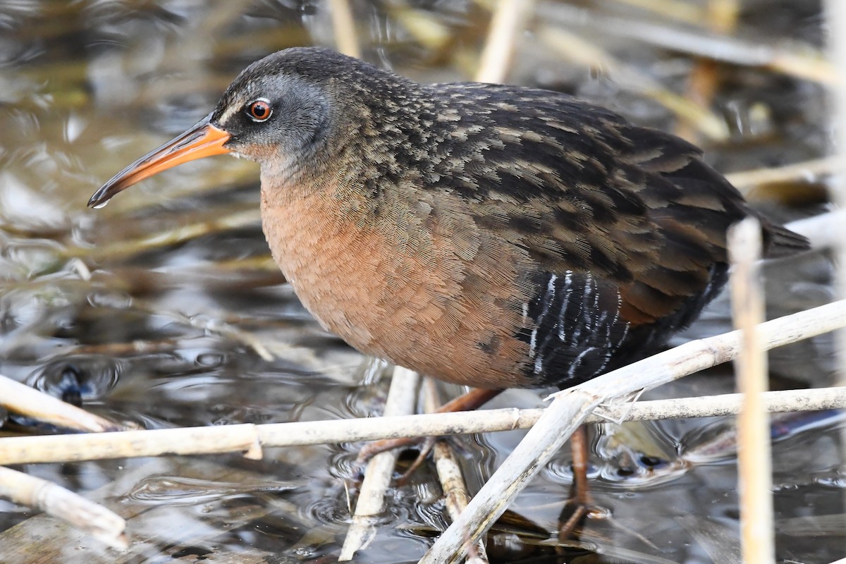 Virginia Rail - ML633697862
