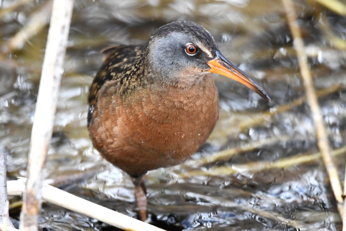 Virginia Rail - ML633697863