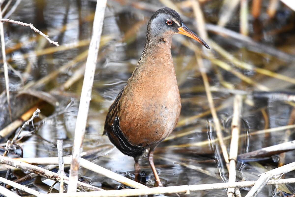 Virginia Rail - ML633697864