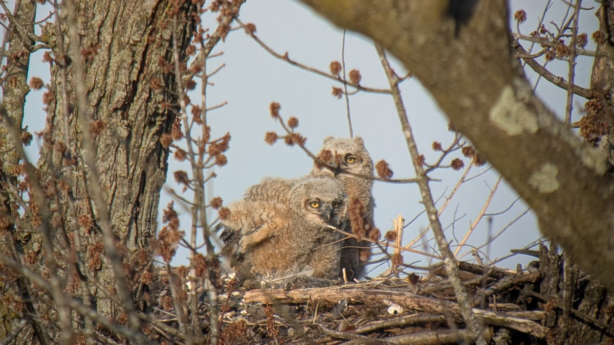 Great Horned Owl - ML633697885