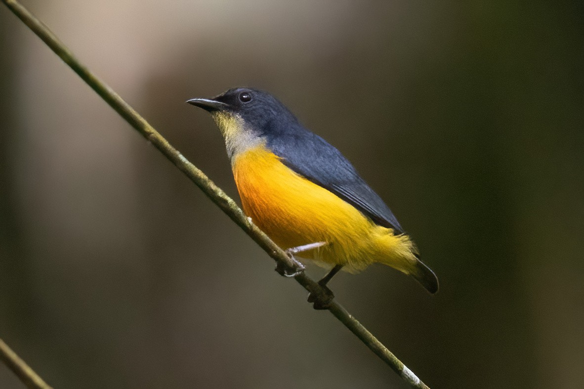 Orange-bellied Flowerpecker - ML633697890