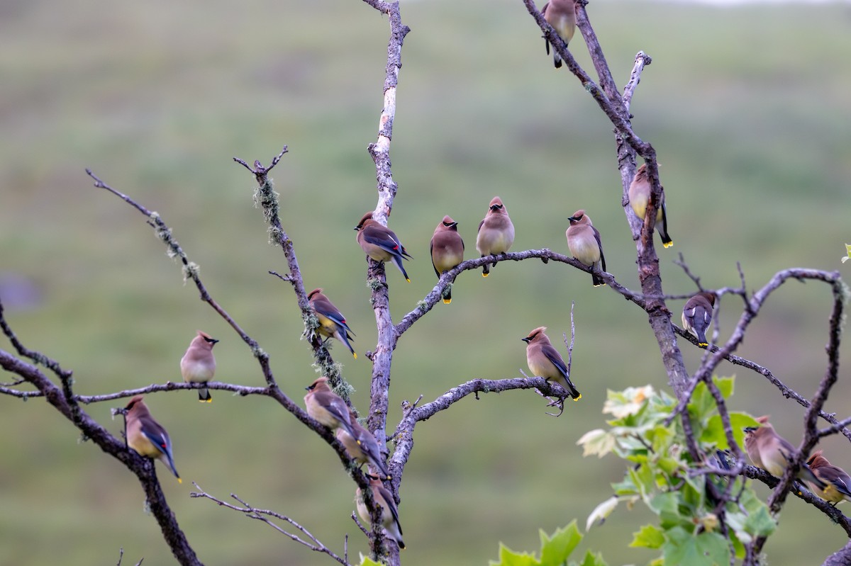 Cedar Waxwing - ML633697891