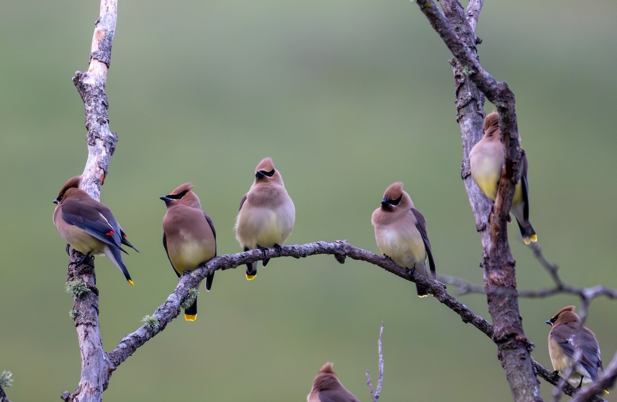 Cedar Waxwing - ML633697893