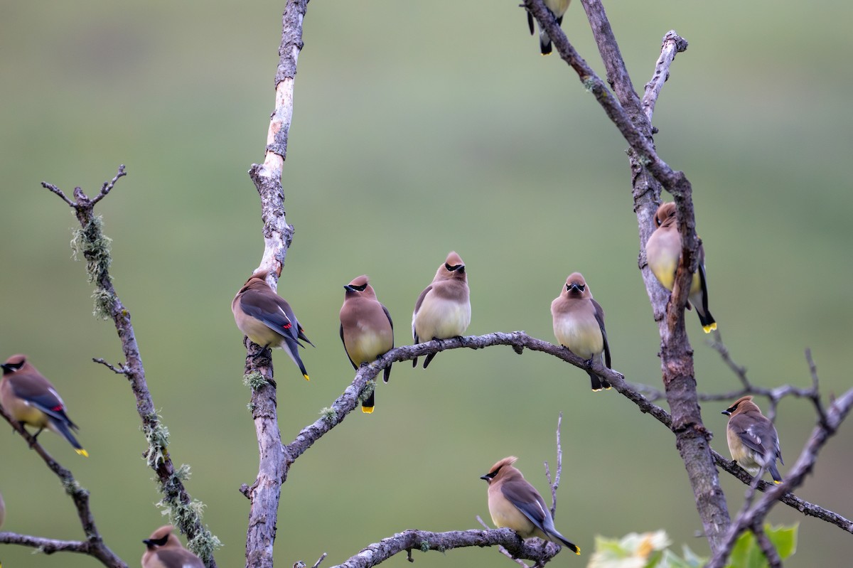 Cedar Waxwing - ML633697896