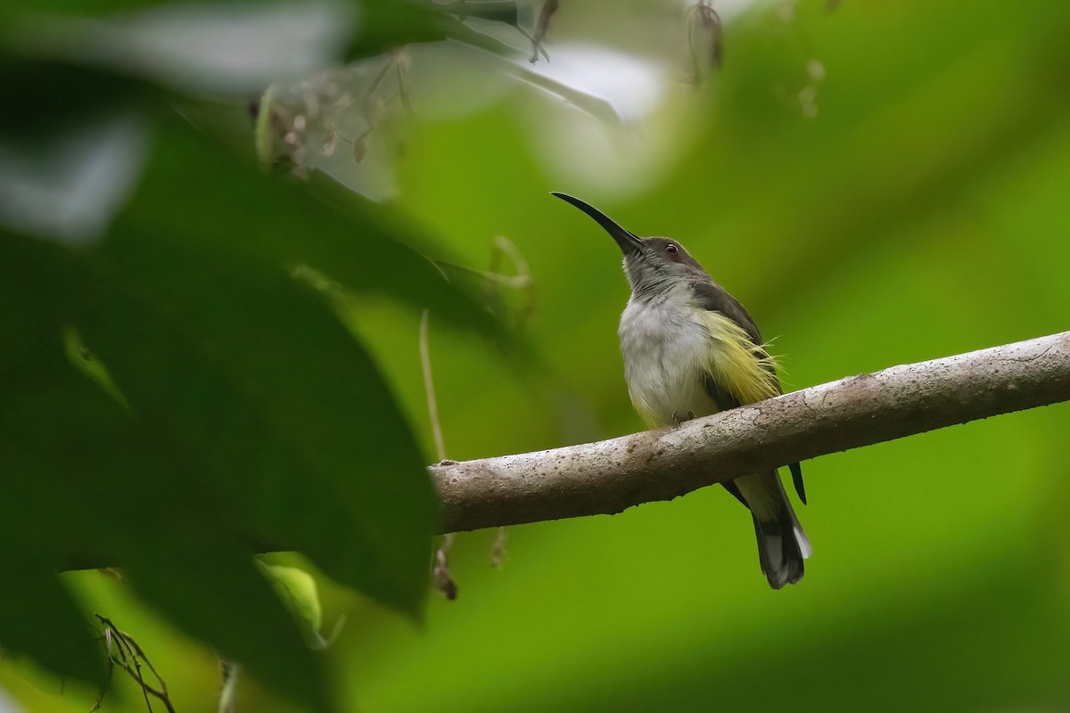Orange-tufted Spiderhunter - ML633697905