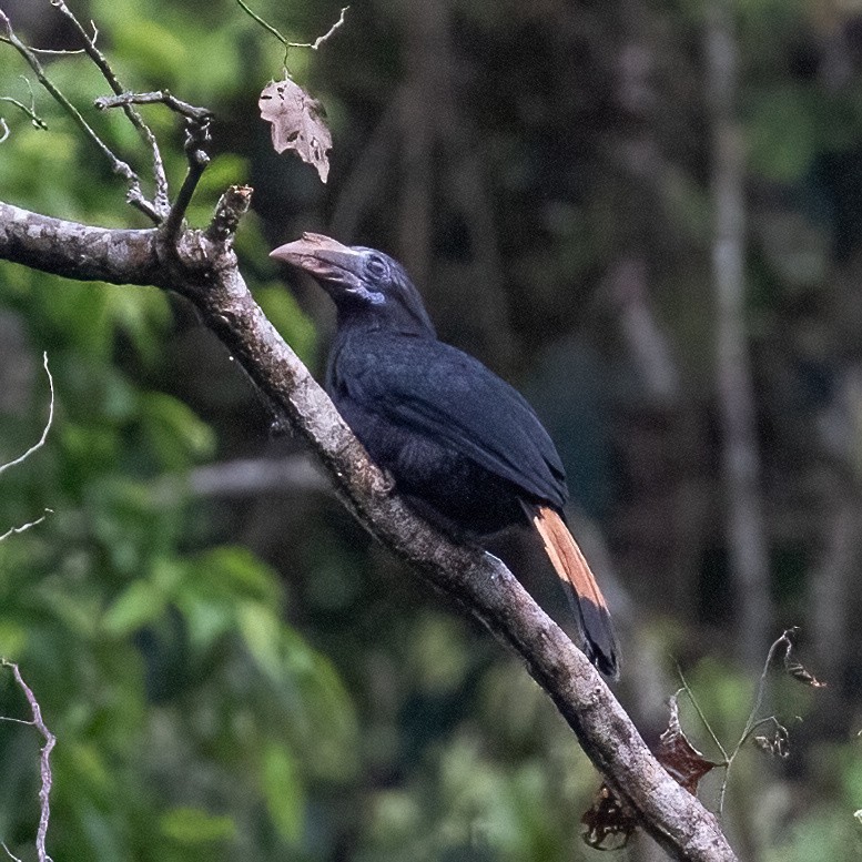 Mindanao Hornbill - ML633697944