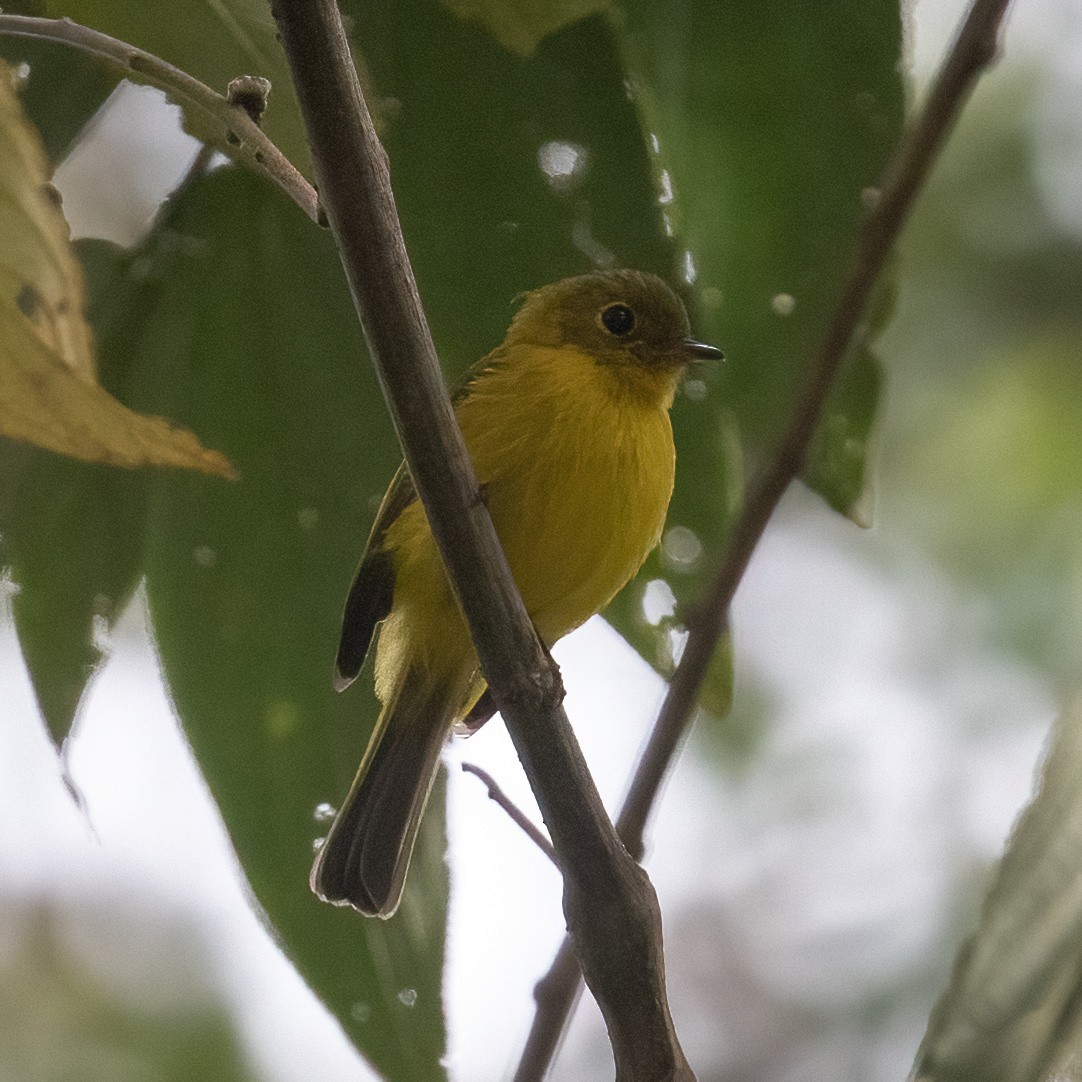 Citrine Canary-Flycatcher - ML633697953