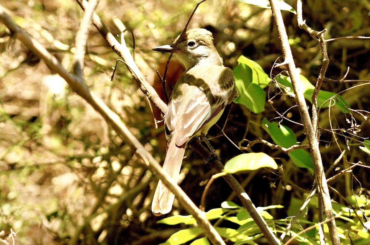 Brown-crested Flycatcher - ML633697960