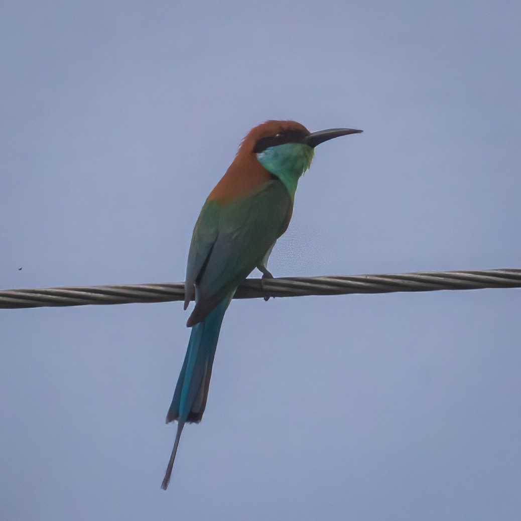 Rufous-crowned Bee-eater - ML633697975