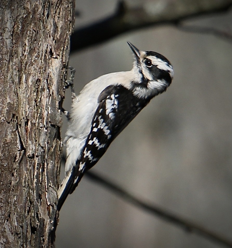 Downy Woodpecker - ML633698003