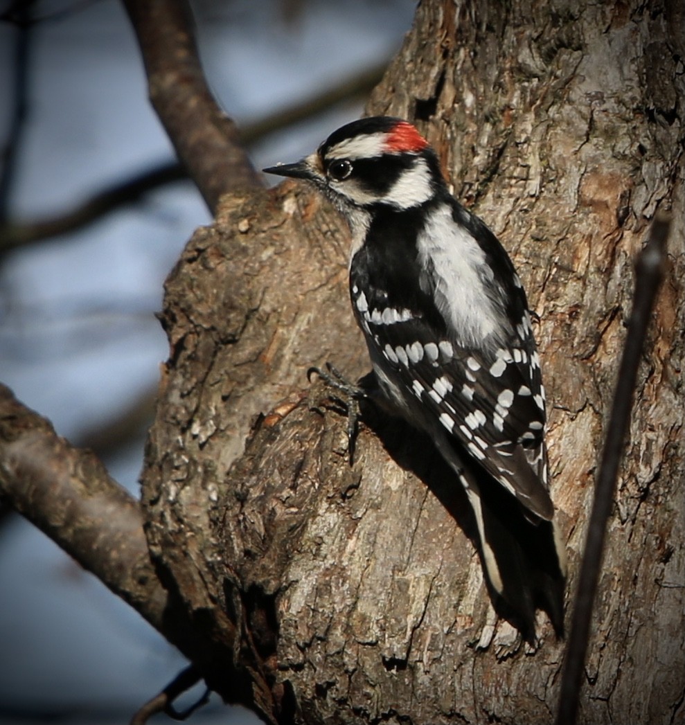 Downy Woodpecker - ML633698006