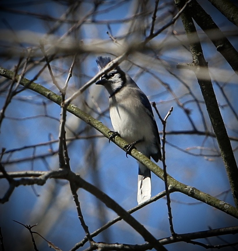 Blue Jay - ML633698059