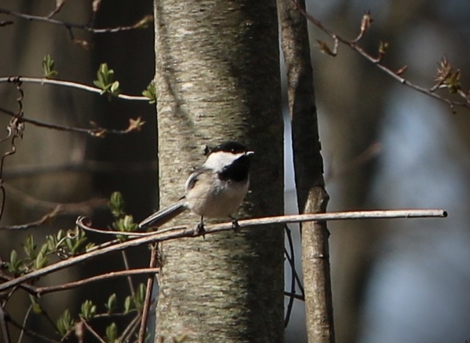 Black-capped Chickadee - ML633698095