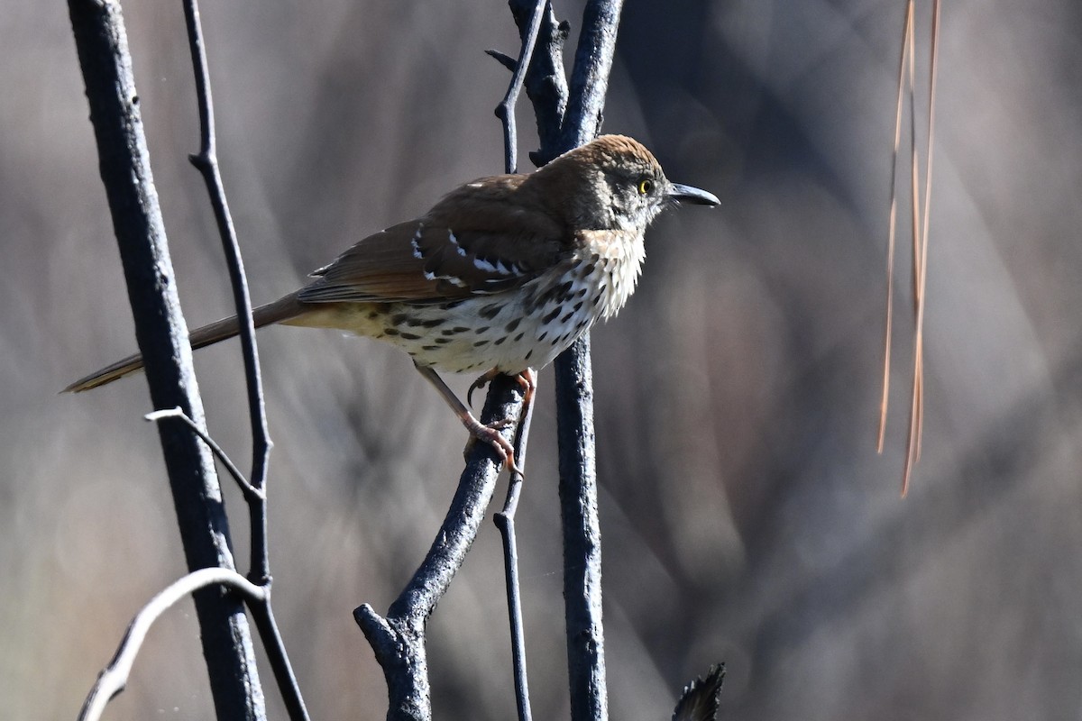 Brown Thrasher - ML633698116