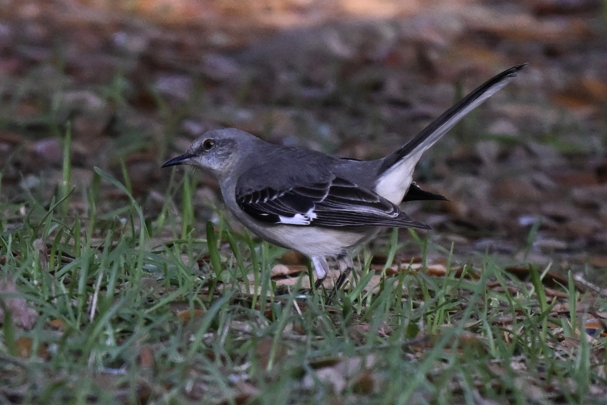 Northern Mockingbird - ML633698141