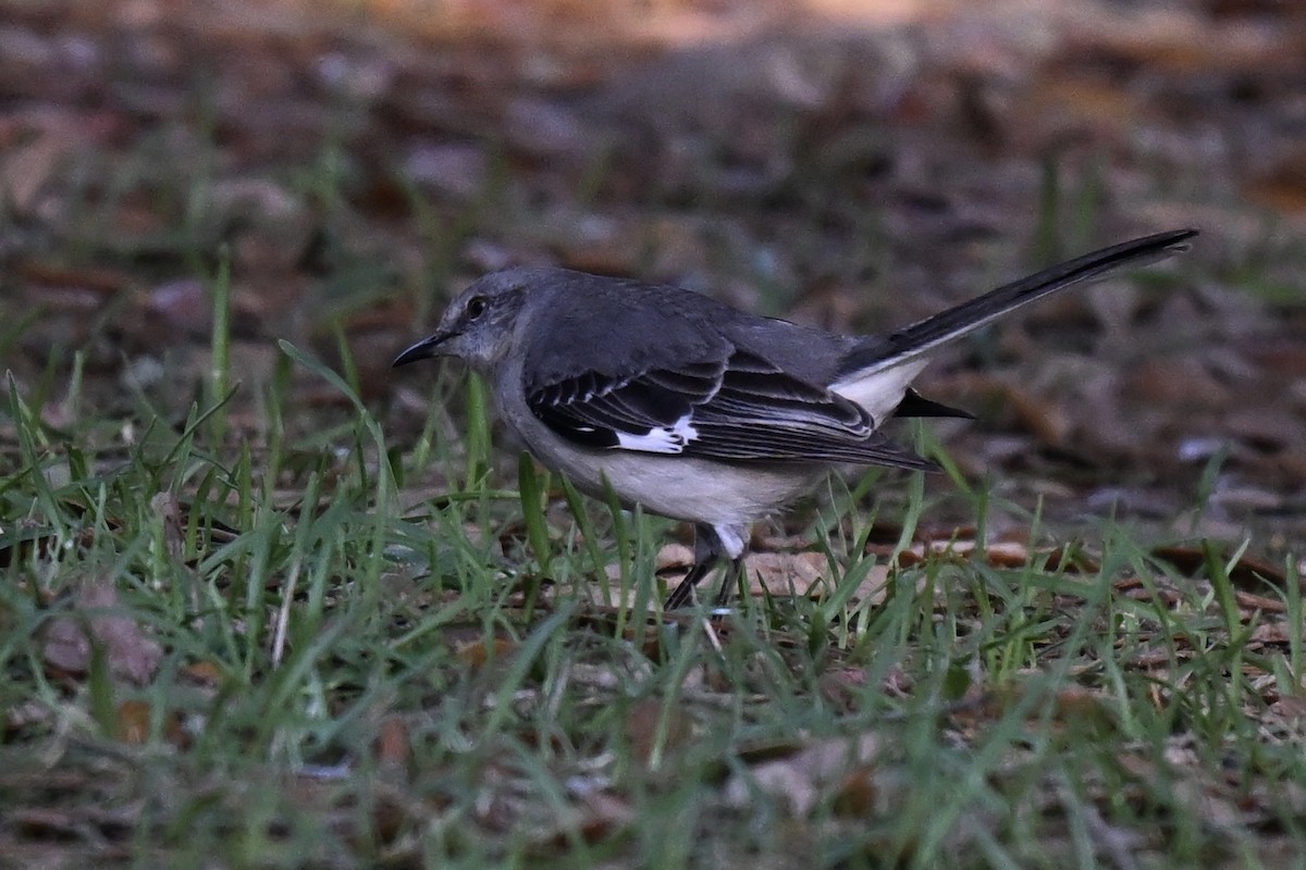 Northern Mockingbird - ML633698142