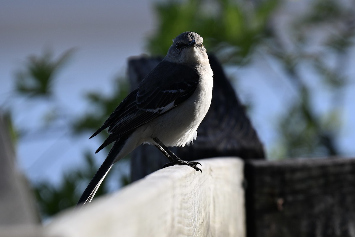 Northern Mockingbird - ML633698143