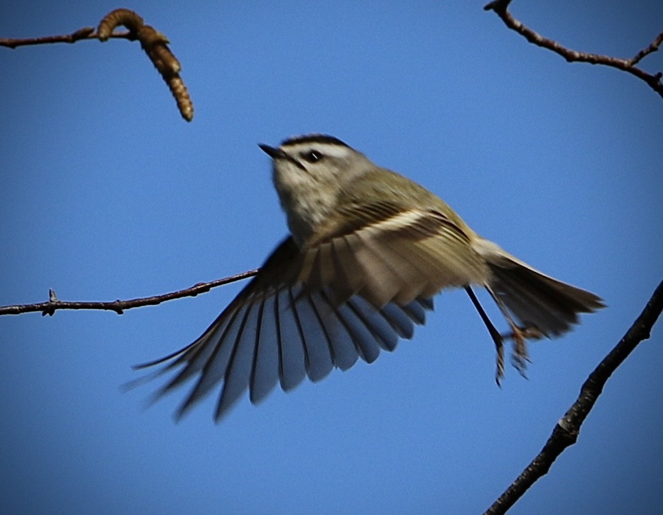 Golden-crowned Kinglet - ML633698150