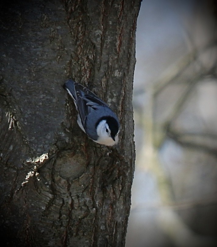 White-breasted Nuthatch - ML633698161