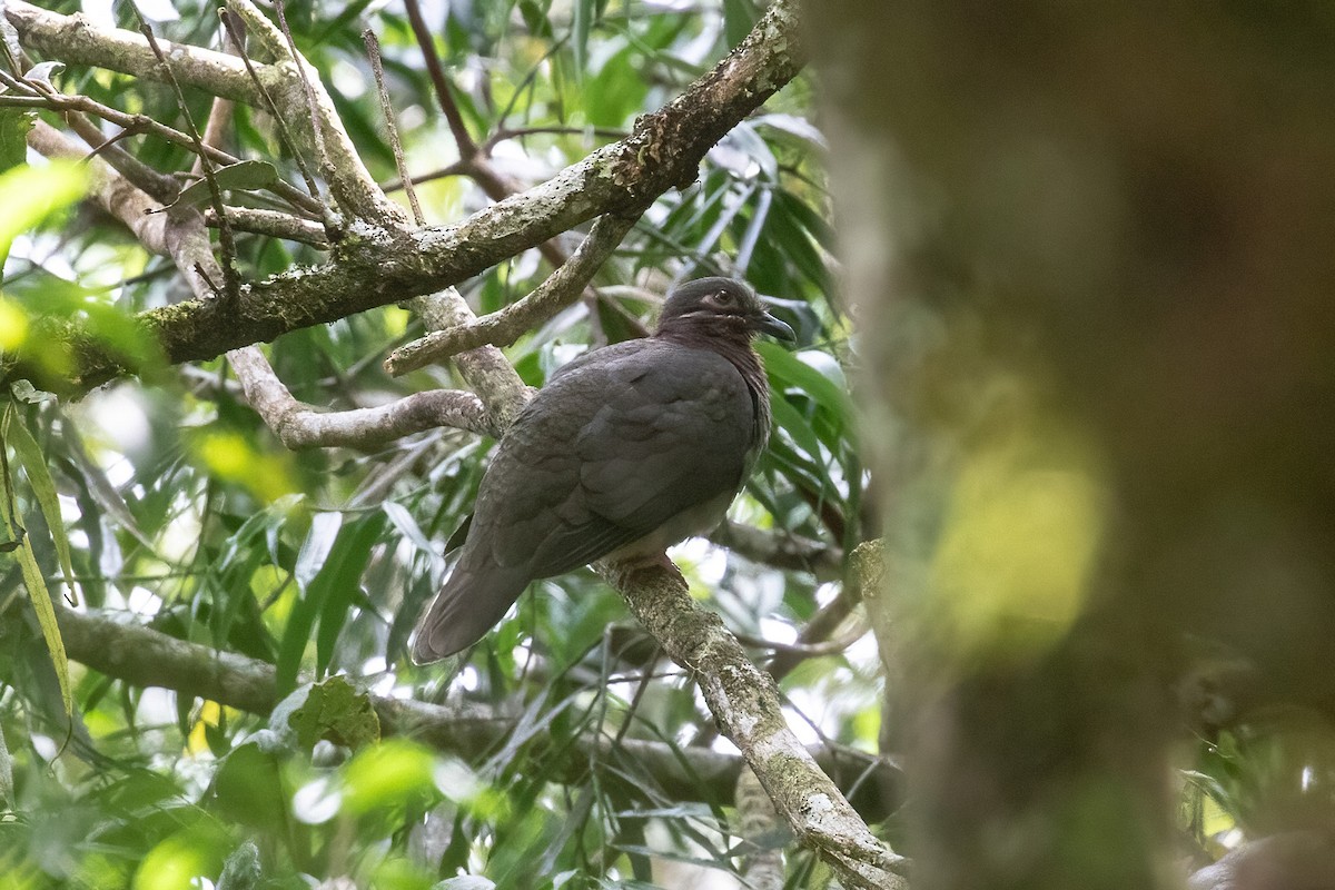 Amethyst Brown-Dove - ML633698166