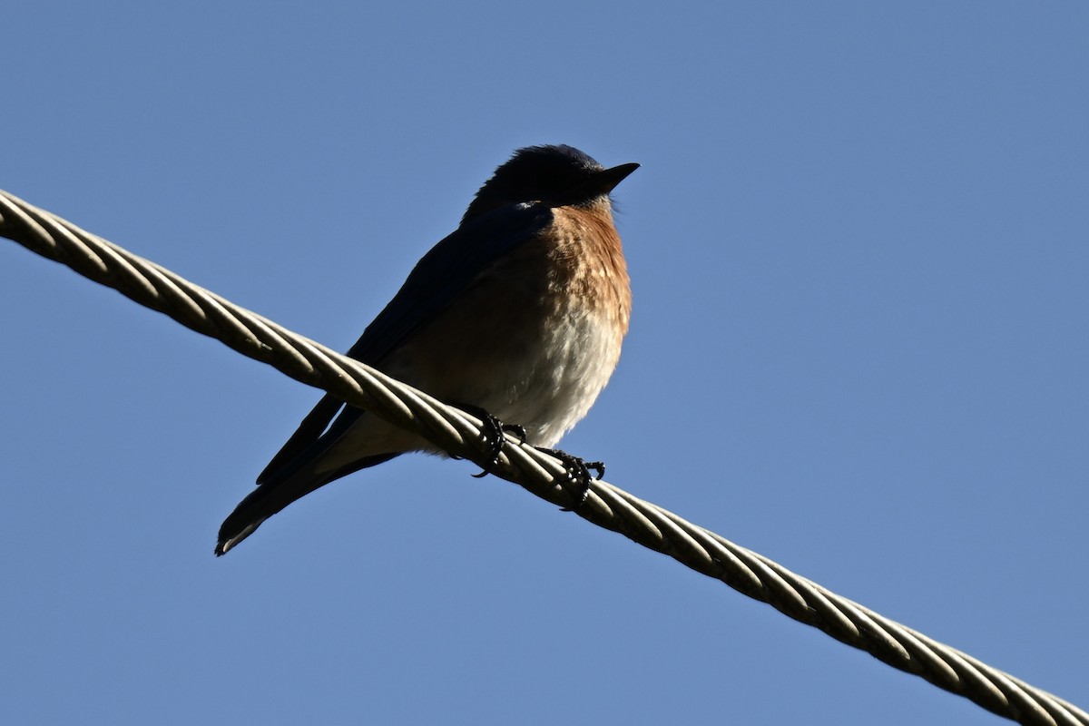 Eastern Bluebird - ML633698180