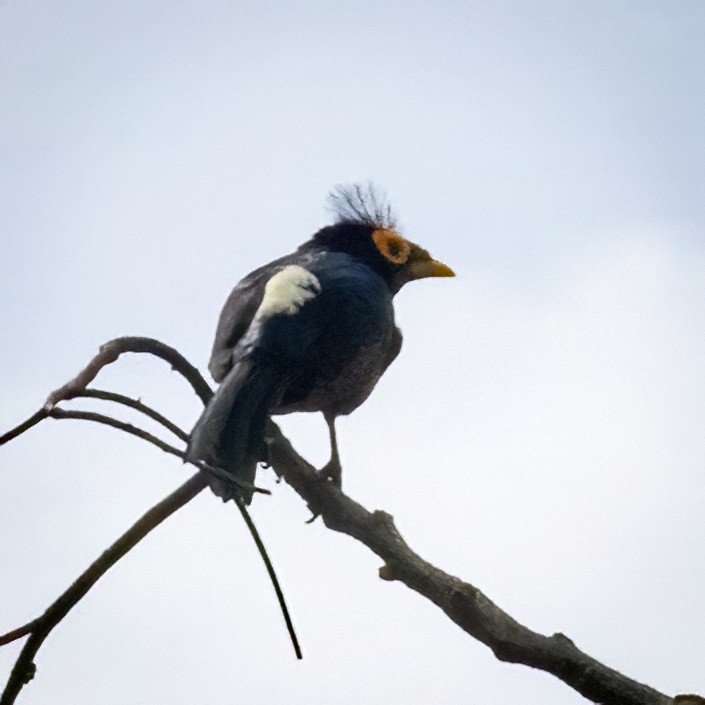 Apo Myna - ML633698185