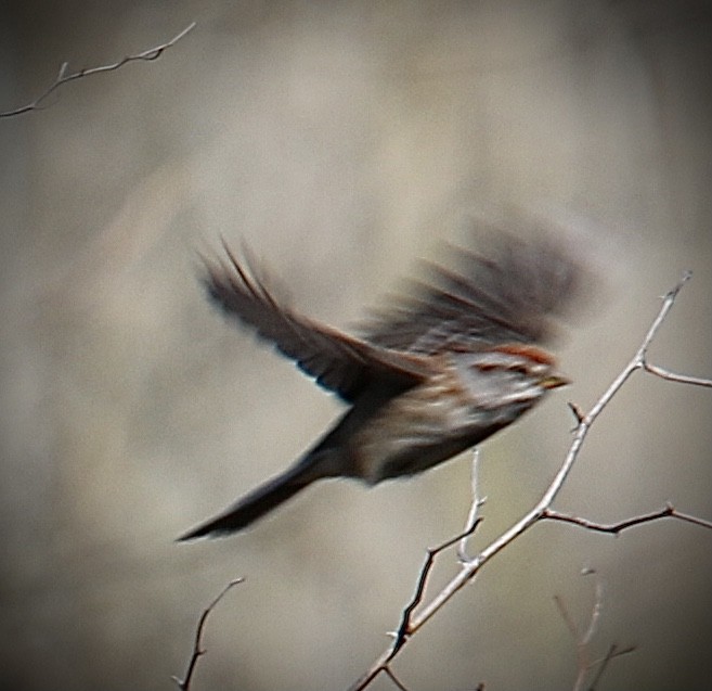 American Tree Sparrow - ML633698188