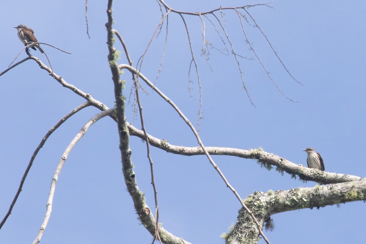 Stripe-breasted Rhabdornis - ML633698210