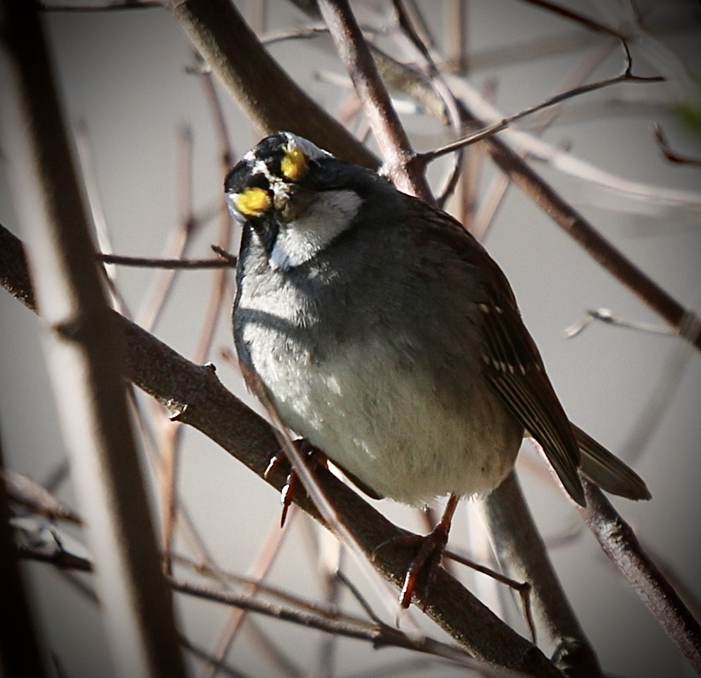 White-throated Sparrow - ML633698218
