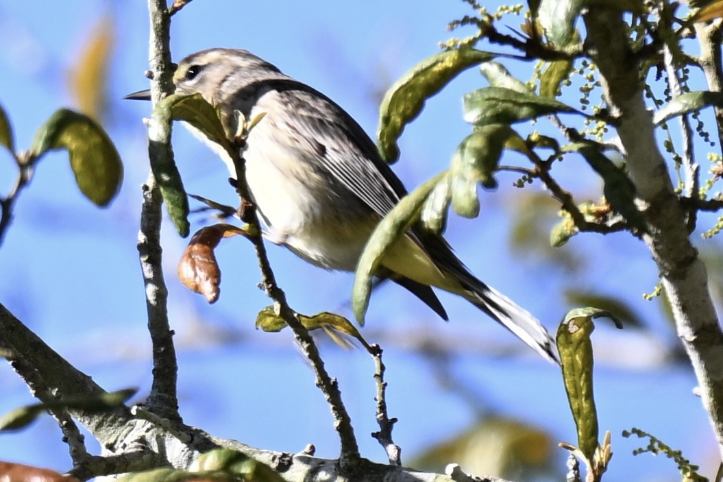 Palm Warbler - ML633698233