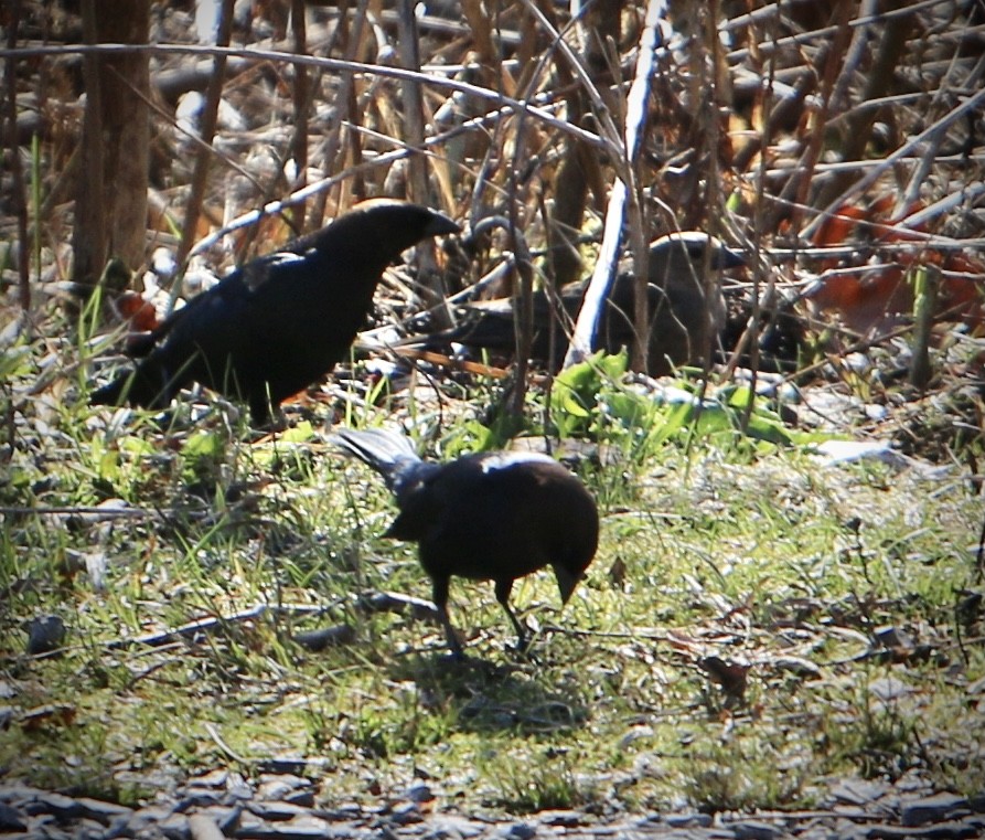 Brown-headed Cowbird - ML633698279