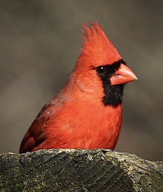 Northern Cardinal - ML633698354