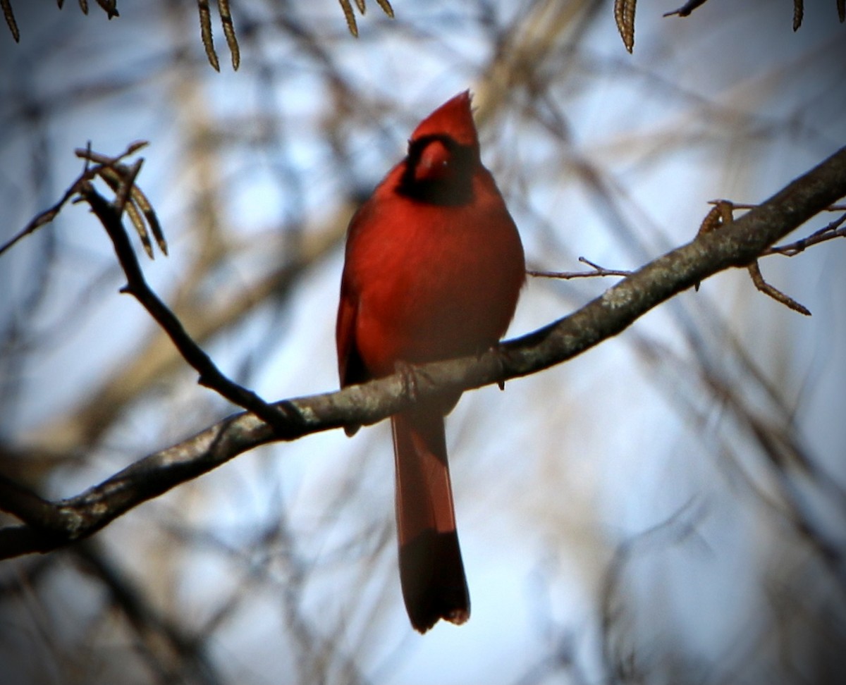 Northern Cardinal - ML633698355