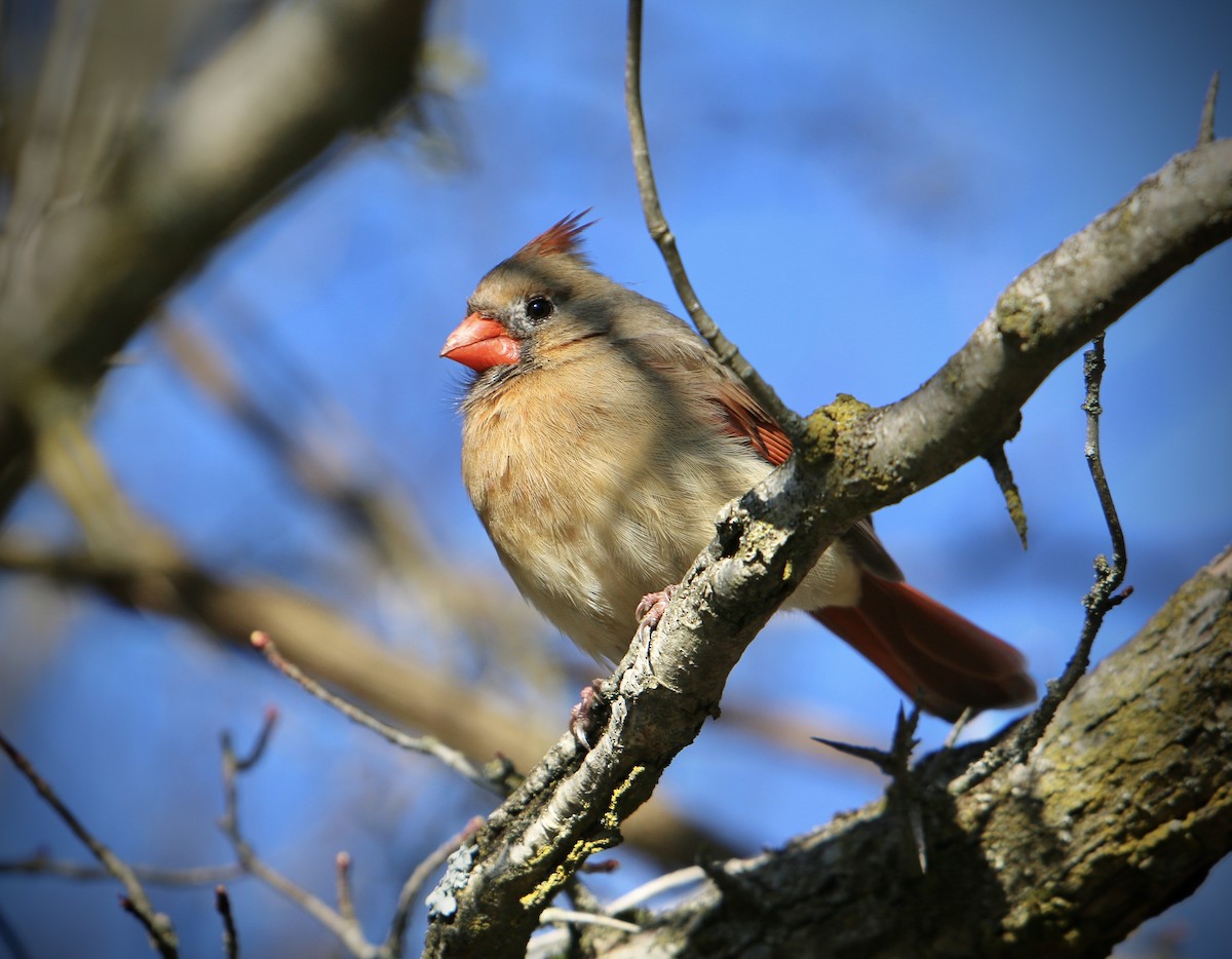 Northern Cardinal - ML633698356