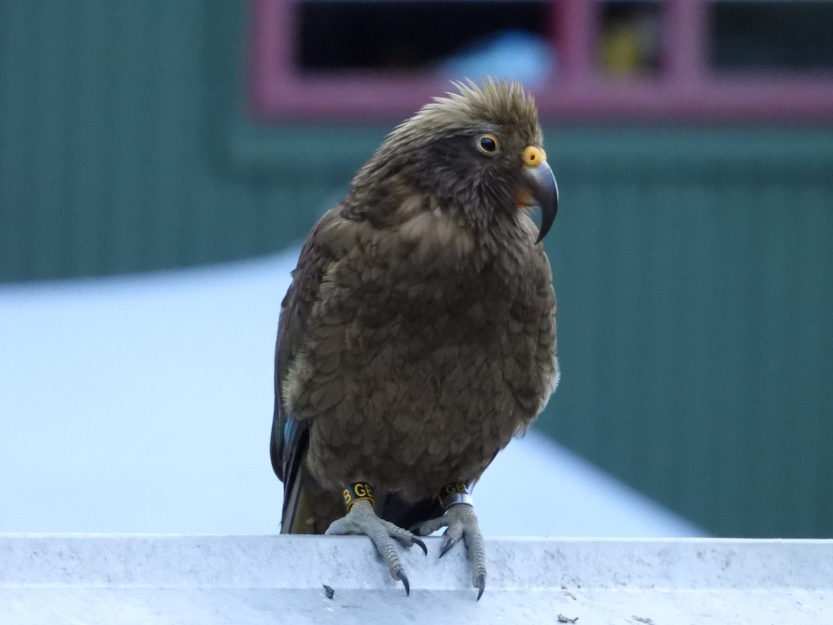 Kea - ML633698485