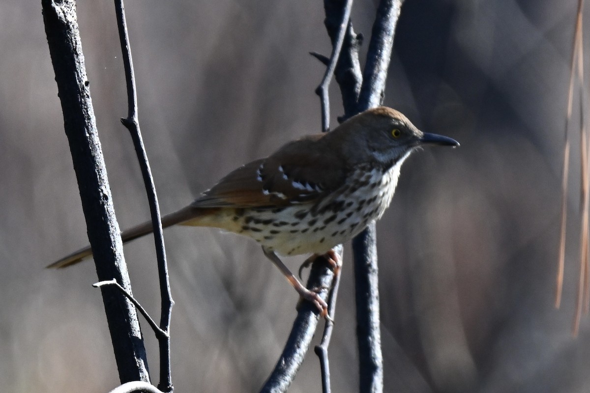 Brown Thrasher - ML633698615