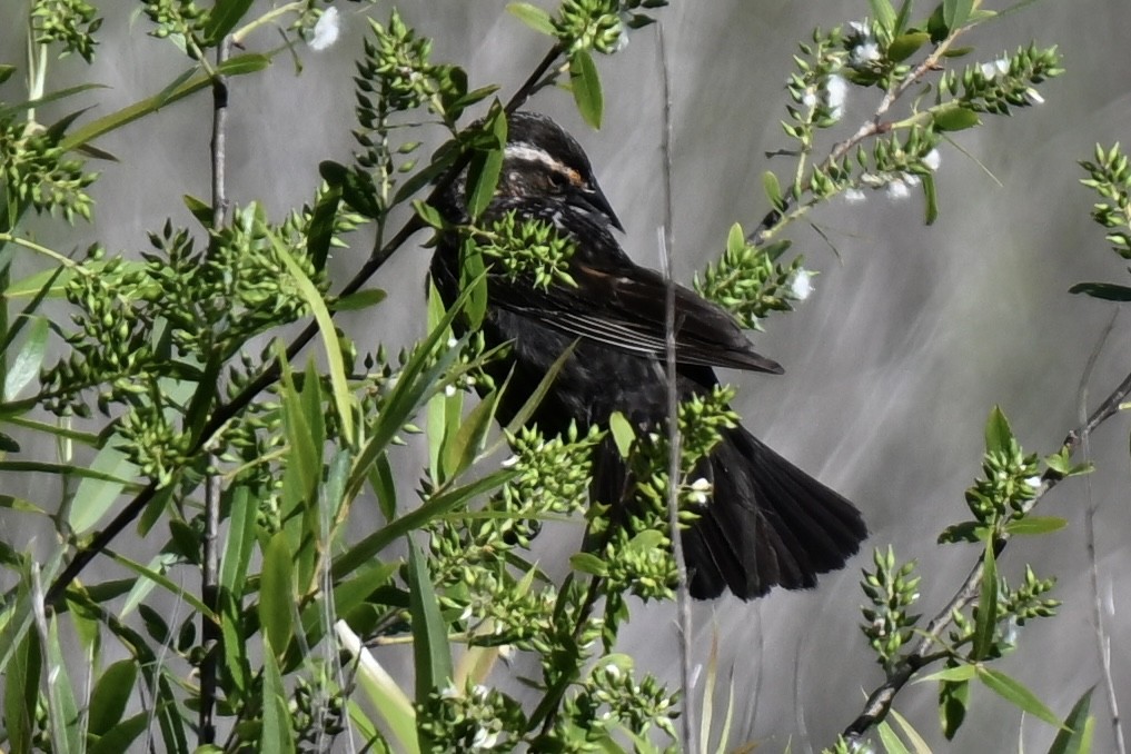 Red-winged Blackbird - ML633698653