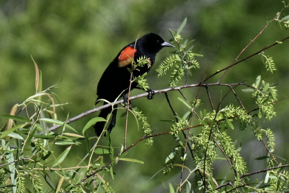 Red-winged Blackbird - ML633698654