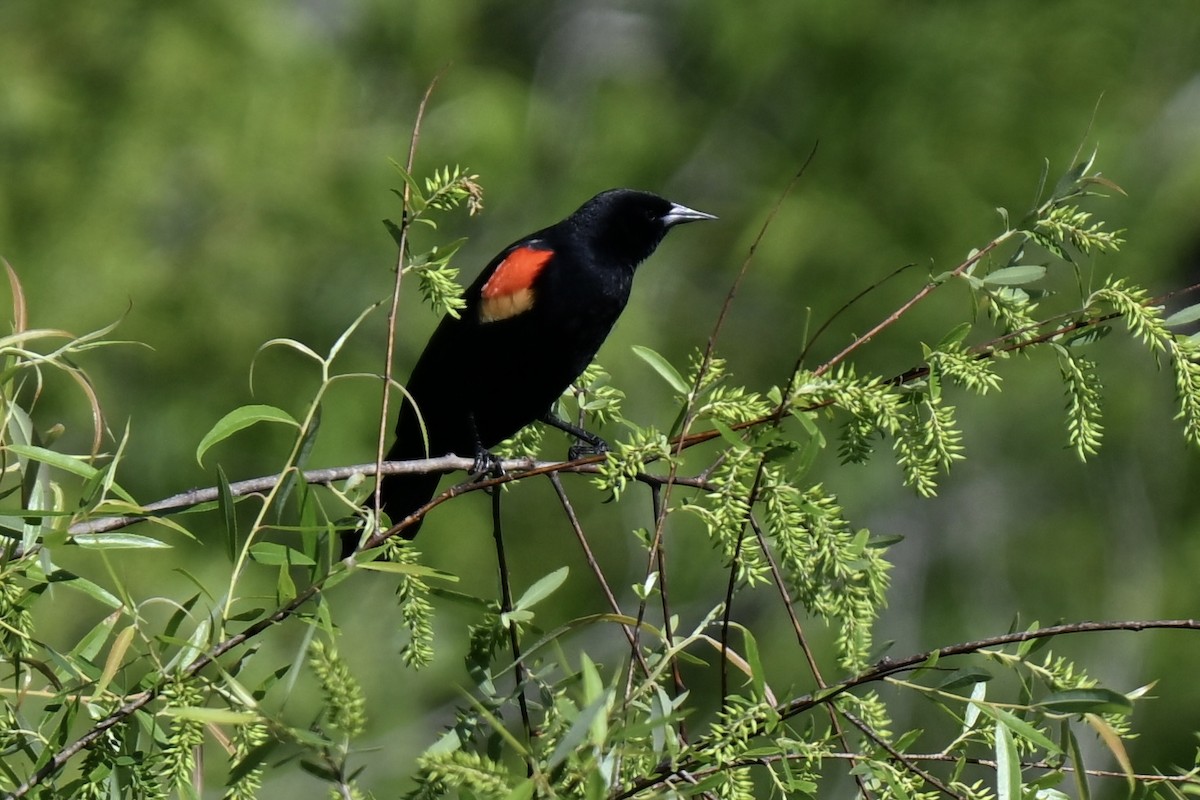 Red-winged Blackbird - ML633698655
