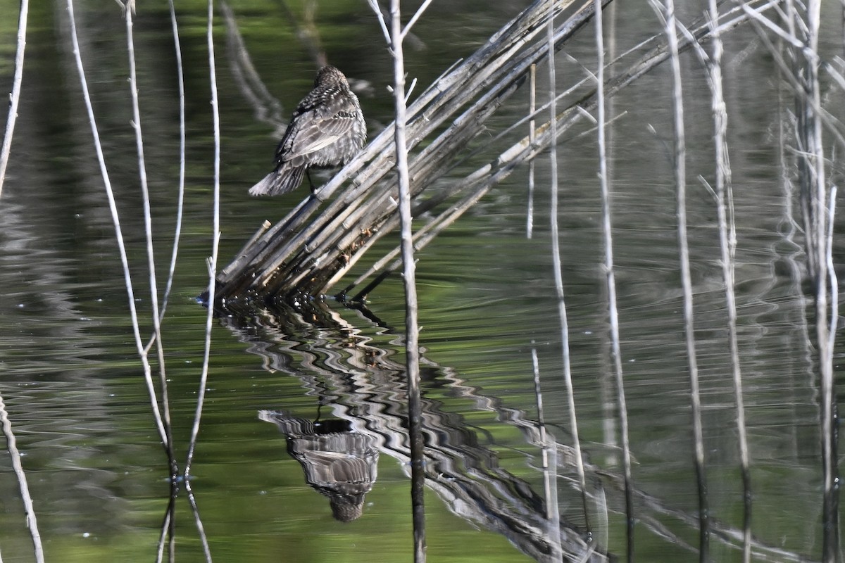 Red-winged Blackbird - ML633698657