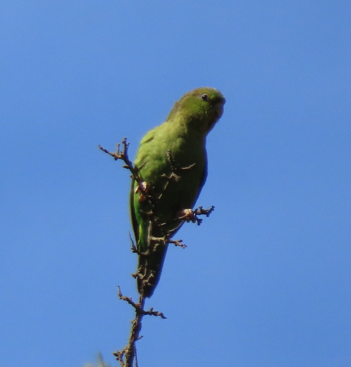 Andean Parakeet - ML633698710