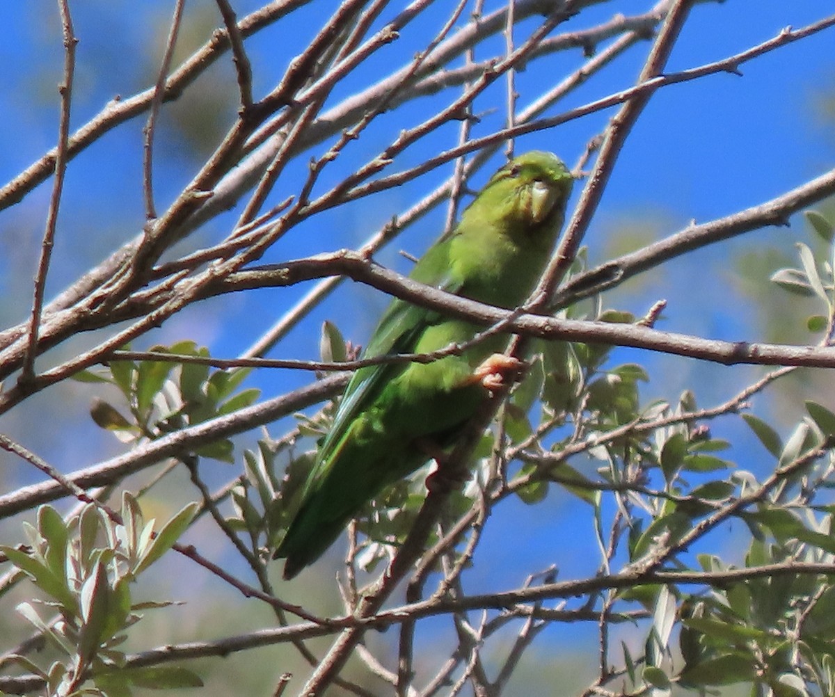 Andean Parakeet - ML633698711