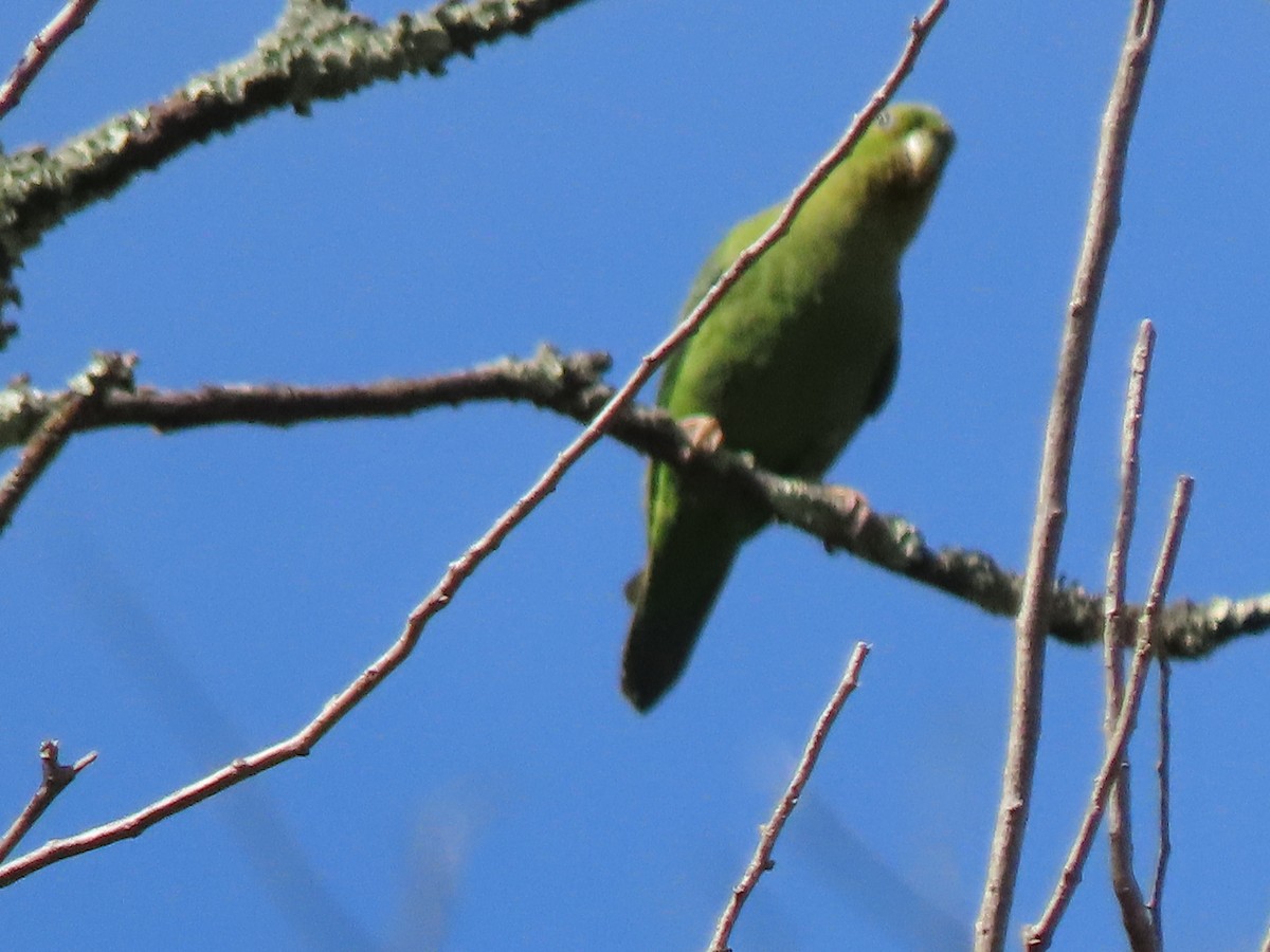 Andean Parakeet - ML633698713