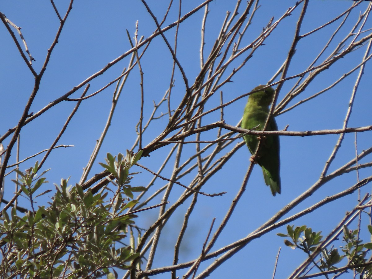 Andean Parakeet - ML633698714