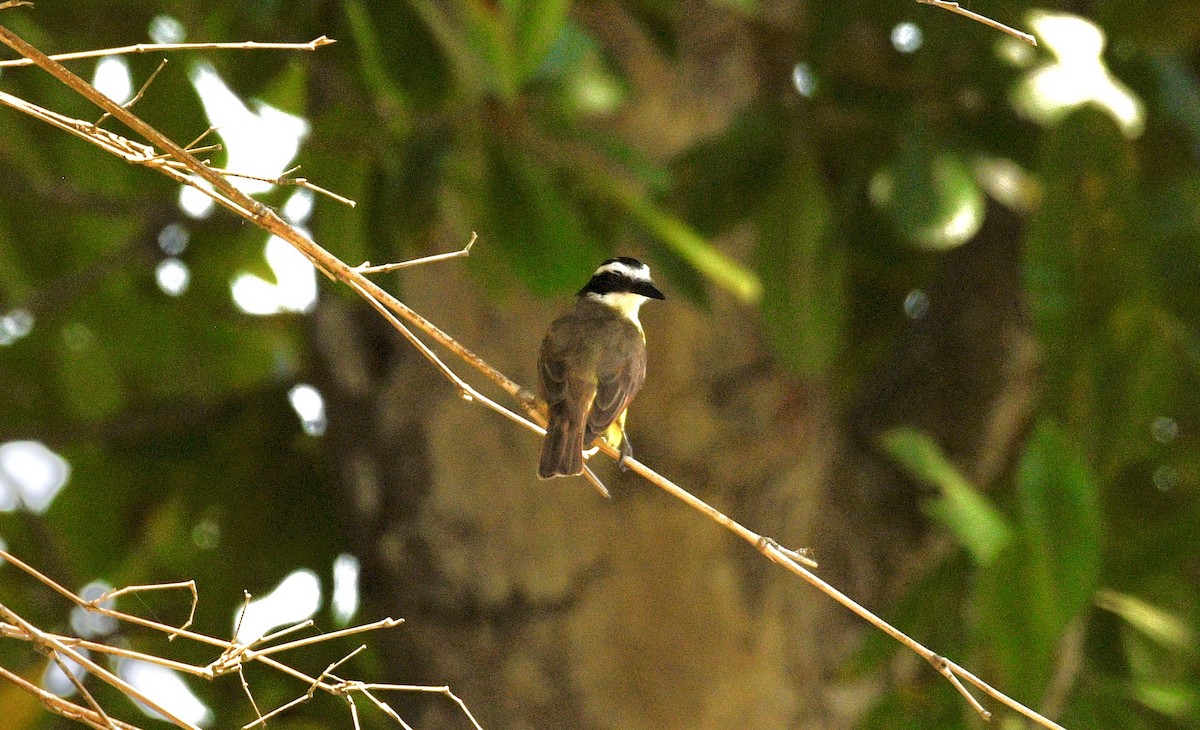 Great Kiskadee - ML633698739