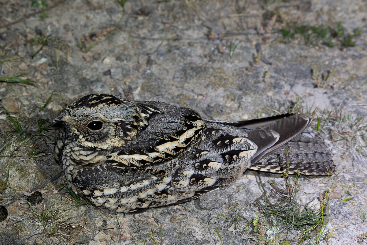 Spotted Nightjar - ML633698768