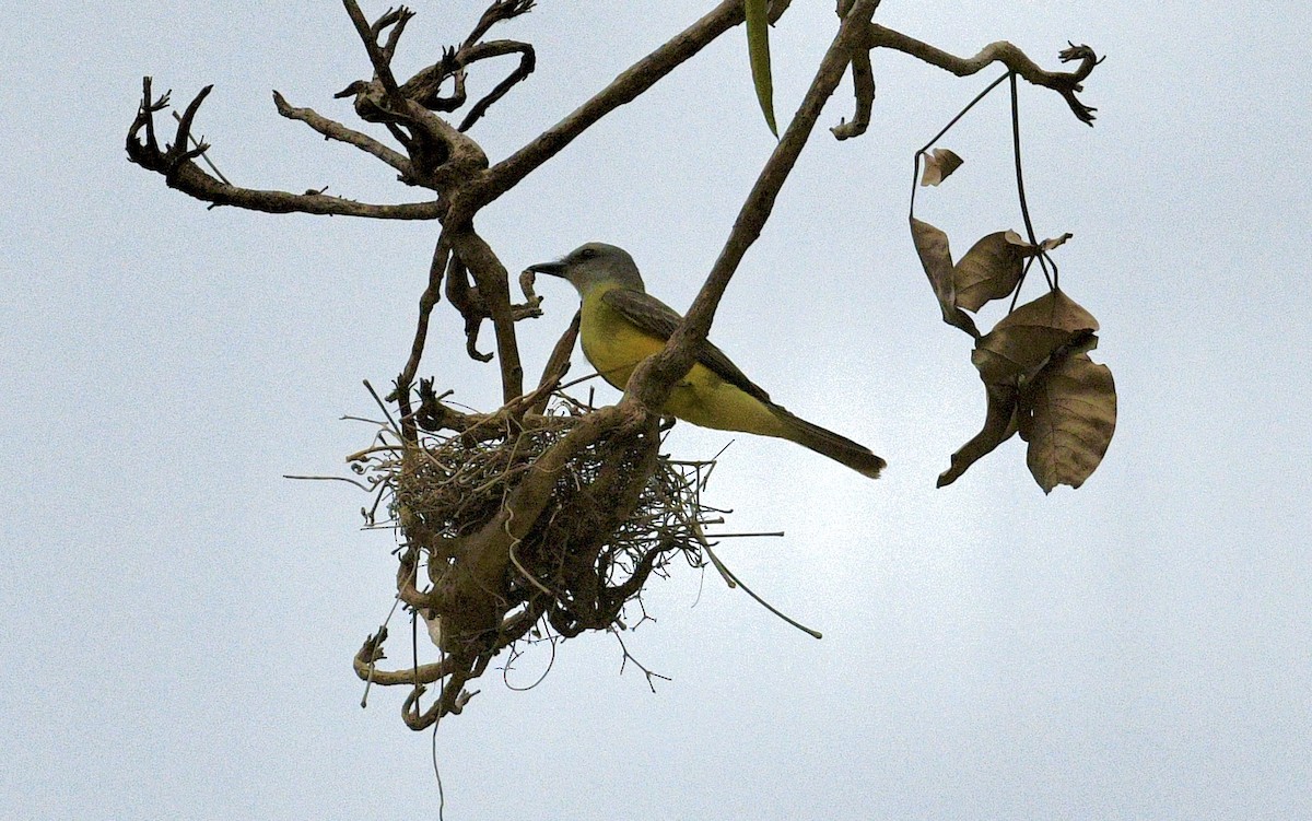 Tropical Kingbird - ML633698773